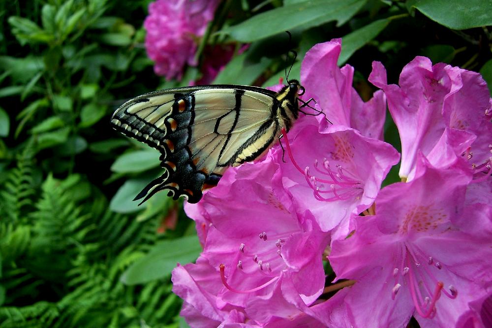 swallowtail-6