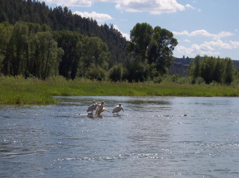 pelicans